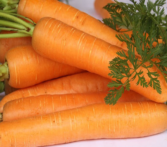 SEMENTE DE CENOURA BRASÍLIA ENVELOPE 2G