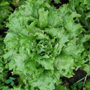 SEMENTE CRIOULA DE ALFACE BIO RAINHA ENVELOPE 1G