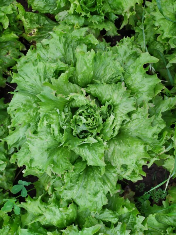 SEMENTE CRIOULA DE ALFACE BIO RAINHA ENVELOPE 1G