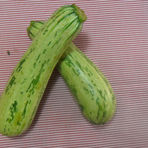 SEMENTE DE ABOBRINHA DE TRONCO CASERTA ENVELOPE 3G