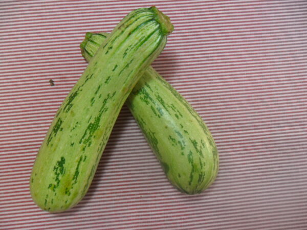 SEMENTE DE ABOBRINHA DE TRONCO CASERTA ENVELOPE 3G