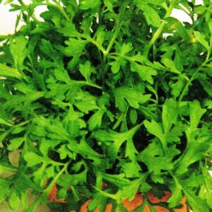 SEMENTE DE AGRIÃO APIMENTADO ENVELOPE 1GR