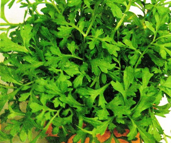 SEMENTE DE AGRIÃO APIMENTADO ENVELOPE 1GR