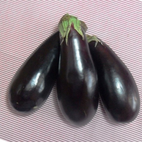 SEMENTE DE BERINJELA PRETA COMPRIDA ENVELOPE 1G
