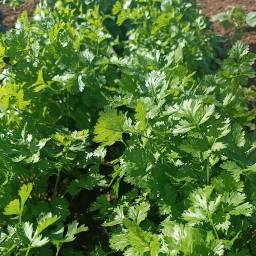 SEMENTE DE COENTRO VERDÃO ENVELOPE 3G