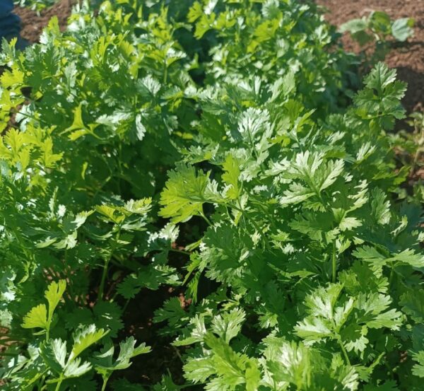 SEMENTE DE COENTRO VERDÃO ENVELOPE 3G