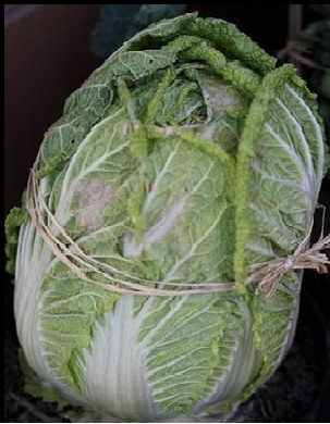 SEMENTE DE COUVE CHINESA PE-TSAI ENVELOPE 1G