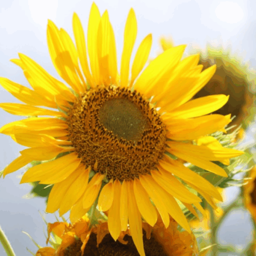 SEMENTE CRIOULA DE GIRASSOL ENVELOPE