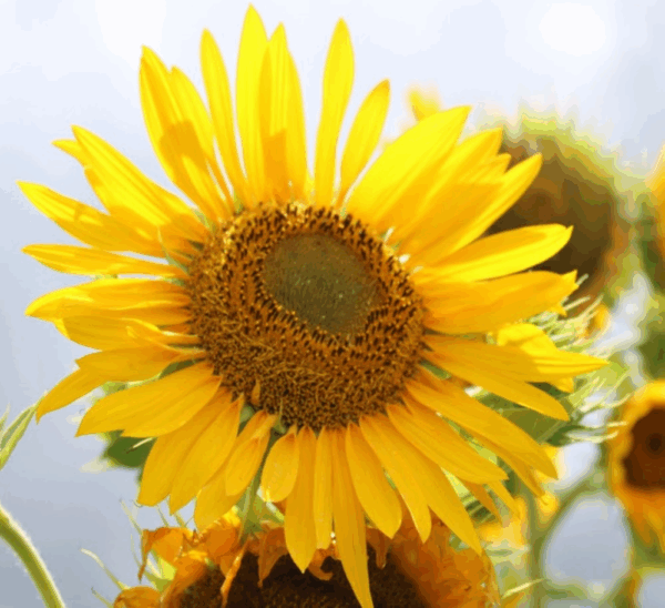 SEMENTE CRIOULA DE GIRASSOL ENVELOPE