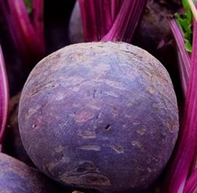 SEMENTE DE BETERRABA ITAPUÃ 600 ENVELOPE 1GR