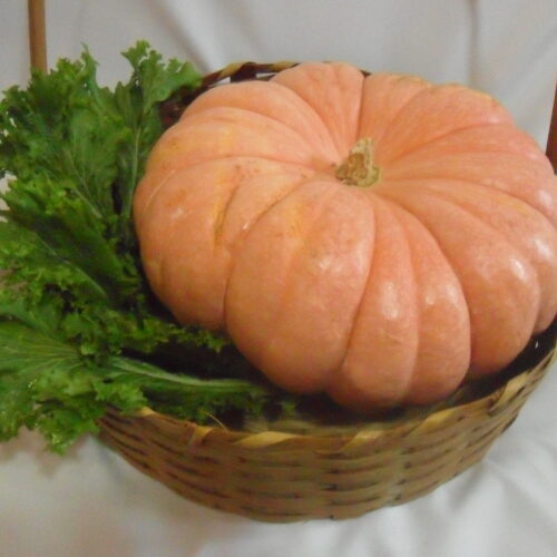 SEMENTE DE MORANGA EXPOSIÇÃO ENVELOPE 3G