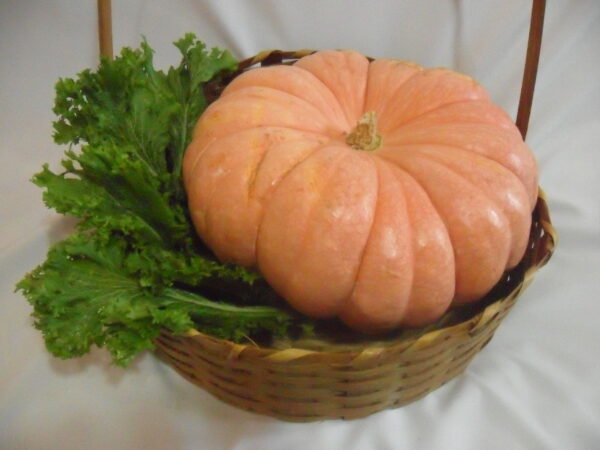 SEMENTE DE MORANGA EXPOSIÇÃO ENVELOPE 3G