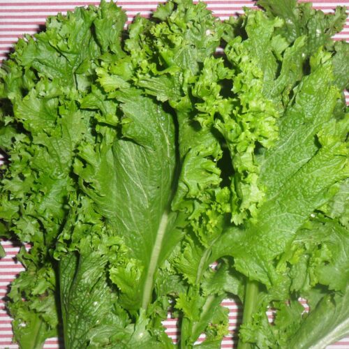 SEMENTE DE MOSTARDA CRESPA ENVELOPE 1G