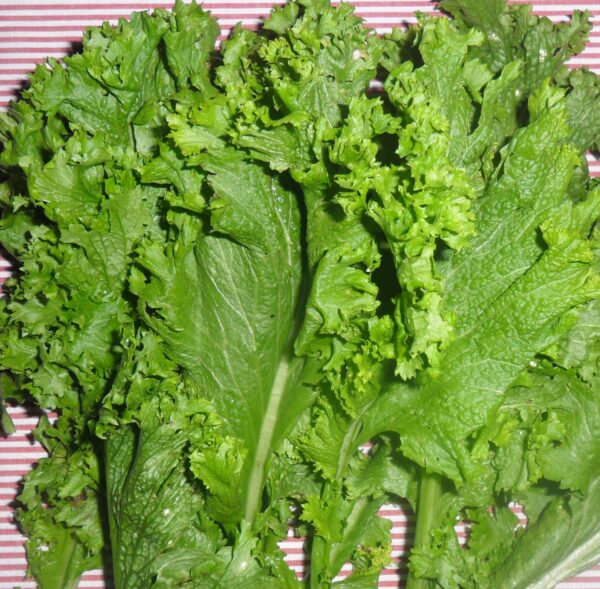 SEMENTE DE MOSTARDA CRESPA ENVELOPE 1G