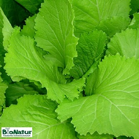 SEMENTE DE MOSTARDA LISA ENVELOPE 1G