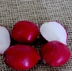 SEMENTE DE RABANETE COMETA PACOTE 1GR