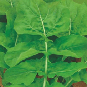 SEMENTE DE RÚCULA CULTIVADA ENVELOPE 1G