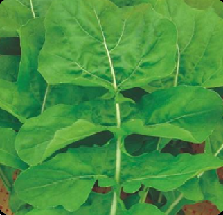 SEMENTE DE RÚCULA CULTIVADA ENVELOPE 1G