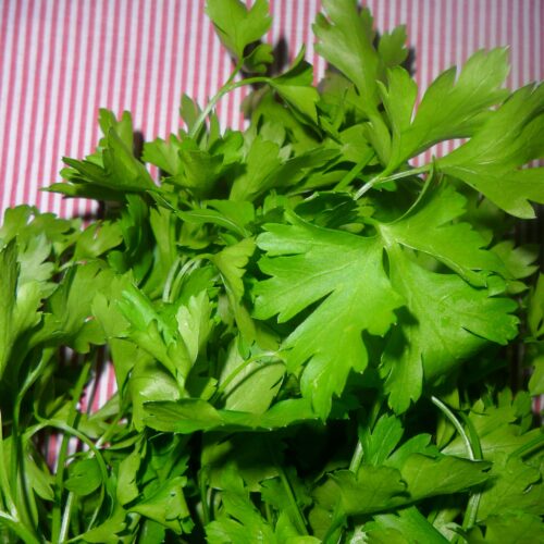 SEMENTE DE SALSA LISA COMUM ENVELOPE 1G