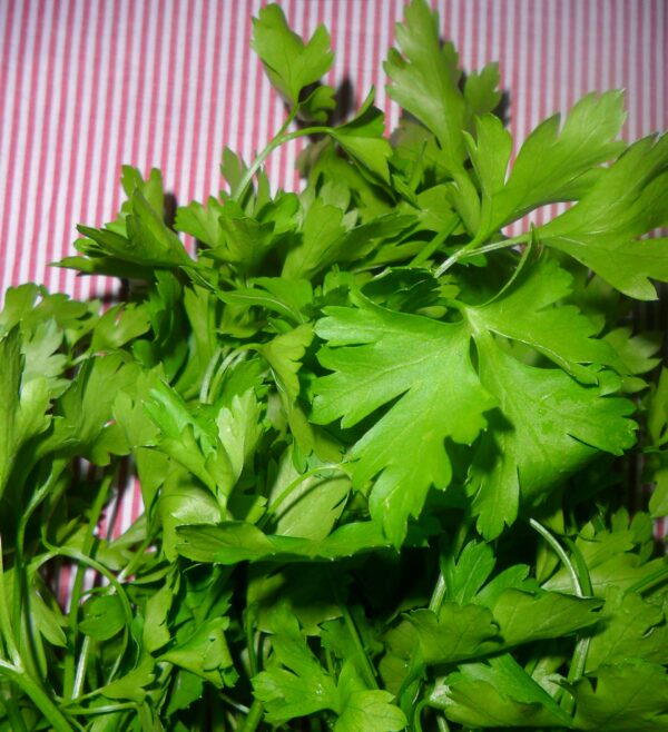 SEMENTE DE SALSA LISA COMUM ENVELOPE 1G