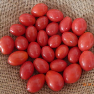 SEMENTE DE TOMATE BIO FELICIANA ENVELOPE 1GR