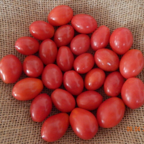 SEMENTE DE TOMATE BIO FELICIANA ENVELOPE 1GR