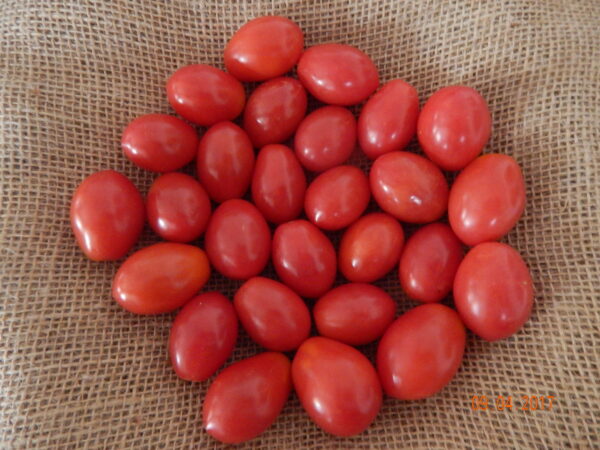 SEMENTE DE TOMATE BIO FELICIANA ENVELOPE 1GR