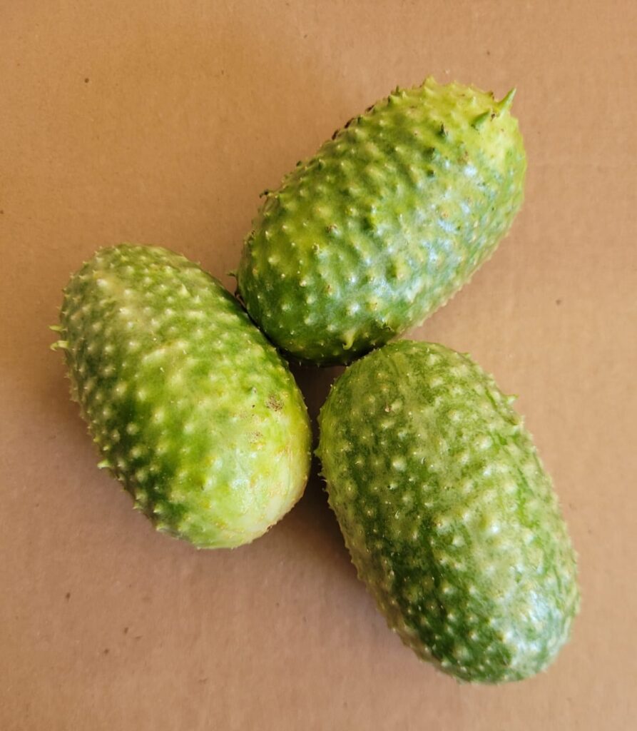 SEMENTE DE MAXIXE PACOTE 3GR